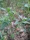 Galeopsis tetrahit [copyright Wibail Lionel]