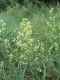 Galium mollugo [copyright Wibail Lionel]