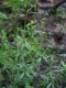 Galium palustre [copyright Wibail Lionel]