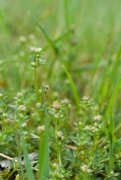 Galium saxatile.jpg Galium saxatile.jpg