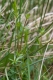 Galium uliginosum [copyright]