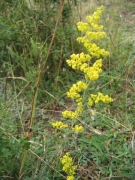 Galium verum Galium verum