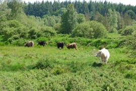 Galloways_Pisserotte_juin2016_DP.JPG
