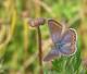 Azuré commun femelle (Polyommatus icarus) [copyright Gauquie Benoît]