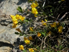 Genista pilosa.JPG Genista pilosa.JPG