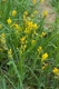 Genistella sagittalis [copyright]