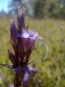 Gentiana cruciata [copyright]