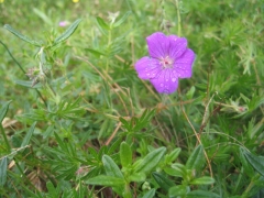 Geranium sanguineum Geranium sanguineum