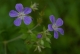 Geranium sylvaticum_01 [copyright Wibail Lionel]