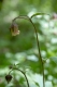 Geum rivale [copyright Wibail Lionel]