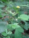 Geum urbanum [copyright Wibail Lionel]
