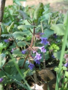 Glechoma hederacea Glechoma hederacea