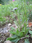 Globularia bisnagarica Globularia bisnagarica