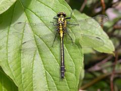 Gomphus_vulgatissimus_JLG.JPG Gomphus_vulgatissimus_JLG.JPG