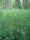 Sous-bois Aulnaie marécageuse eutrophe avec Equisetum telmateia [copyright Wibail Lionel]