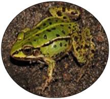 grenouille de lessona