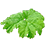 gunnera_45x45