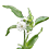 gymnocoronis_trans_45x45