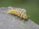 halyzia_larvae_sanmartin.jpg