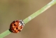 Harmonia_quadripunctata_sanmartin.jpg