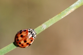 Harmonia_quadripunctata_sanmartin.jpg Harmonia_quadripunctata_sanmartin.jpg