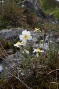 Helianthemum apenninum Helianthemum apenninum