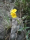 Helianthemum nummularium [copyright Wibail Lionel]