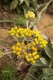 Helichrysum arenarium 2