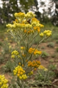 Helichrysum arenarium Helichrysum arenarium