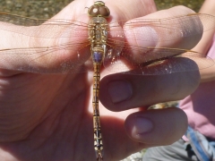 Hemianax ephippiger Hemianax ephippiger