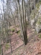 G1.66 - Hêtraie calcicole_01 [copyright Wibail Lionel]