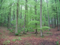 Hêtraie Soignes 3.jpg Hêtraie Soignes 3.jpg