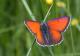 Cuivré écarlate mâle (Lycaena hippothoe) [CC by Dufrêne Marc]