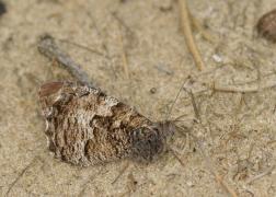 hipsemele_yvan_barbier.jpg hipsemele_yvan_barbier.jpg