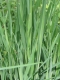 Holcus lanatus [copyright]