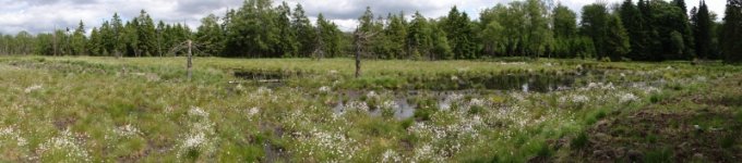 Linaigrettes à Hourchamps