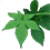 Humulus_scandens_45x45