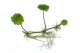 Hydrocotyle_ranunculoides_BenKieft1