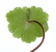 Hydrocotyle_ranunculoides_BenKieft3