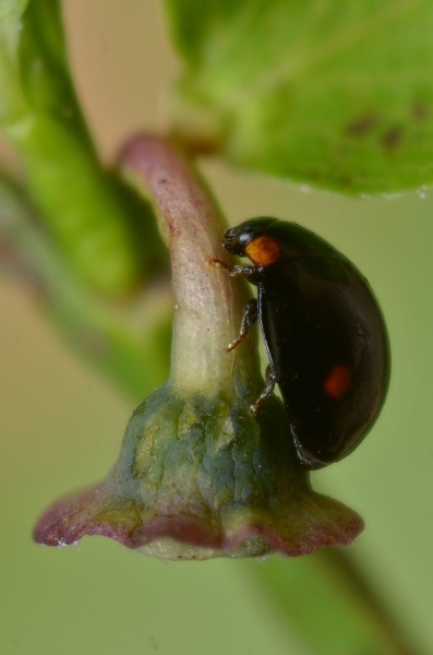 Hyperaspis_campestris2_GSM