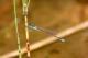 Agrion nain (Ischnura pumilio) Mâle. [copyright Bultot Jacques]
