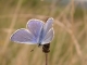 mâle d'Azuré commun (Polyommatus icarus) [copyright Imbaud Cédric]