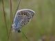 mâle d'Azuré commun (Polyommatus icarus) [copyright Imbaud Cédric]