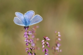 icarus_sanmartin.jpg icarus_sanmartin.jpg