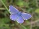 Azuré commun mâle (Polyommatus icarus) [CC by Fichefet Violaine]