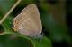 Thecla de l'Yeuse (Satyrium ilicis) [copyright Delacre Jean]