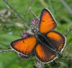 Lycaena hippothoe