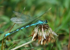 Coenagrion hastulatum