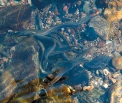 lampetra_planeri_D_Parkinson