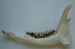 machoire_chevreuil